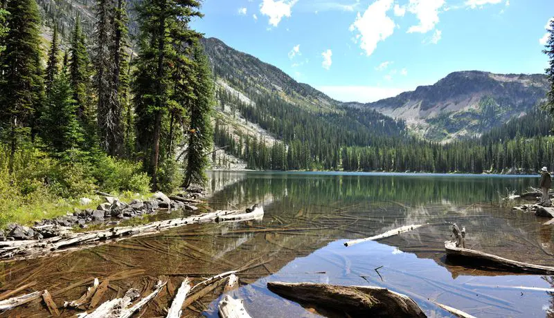 Darkwoods Forest Carbon