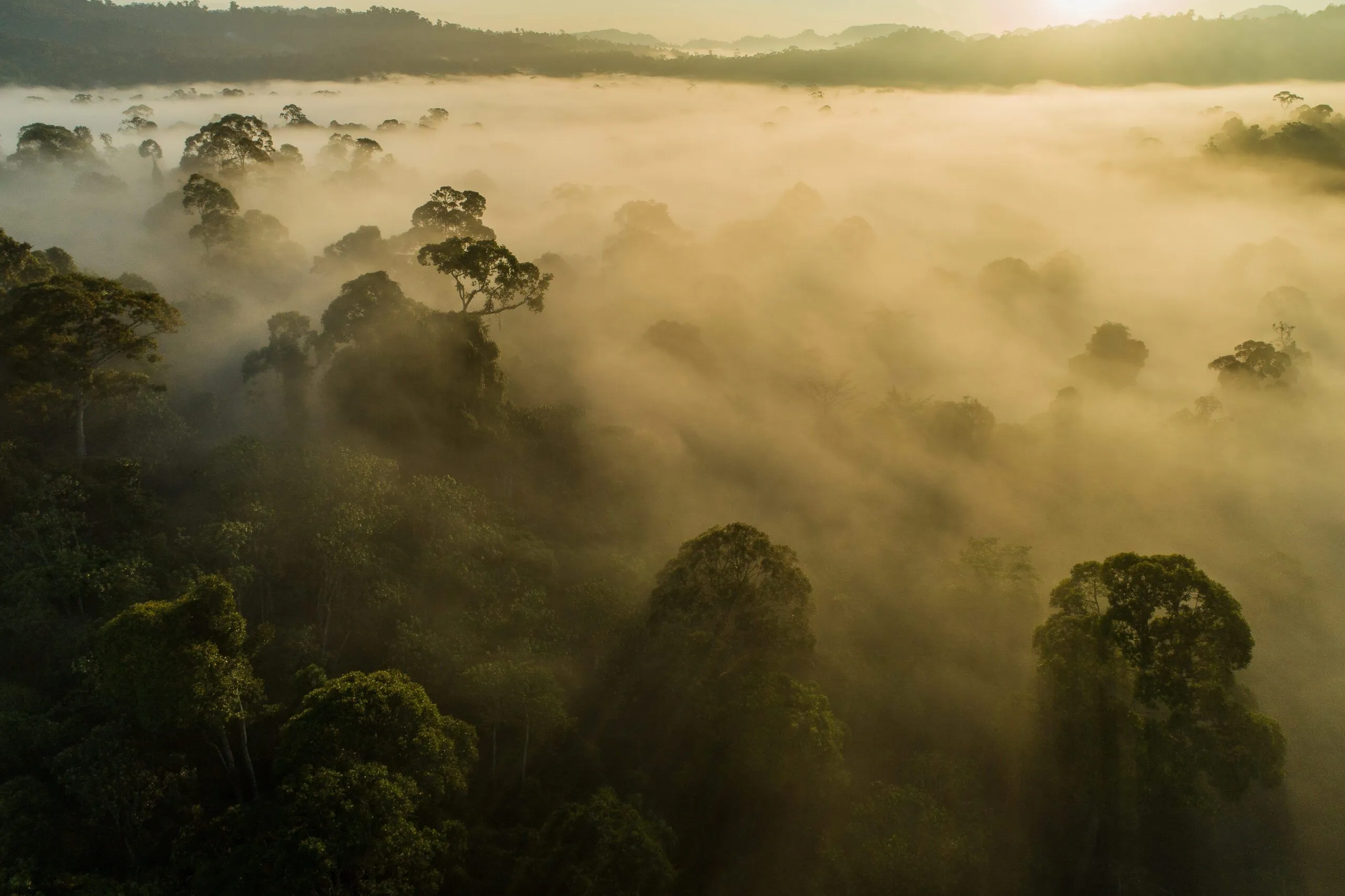 Kuamut Rainforest Conservation